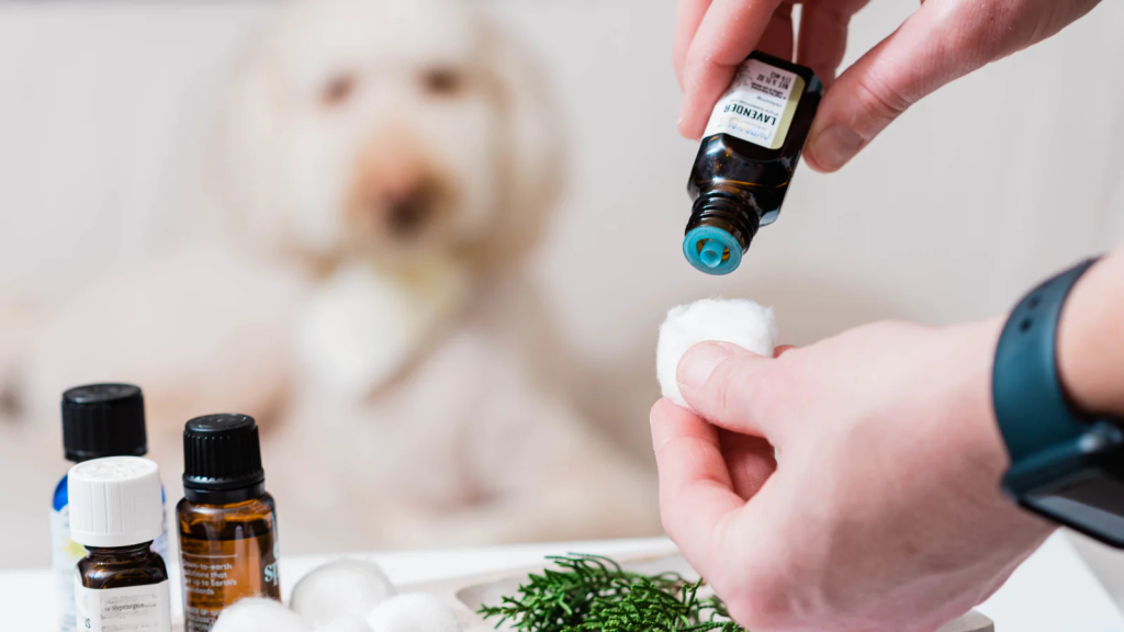 Introducing Essential Oils to Pets